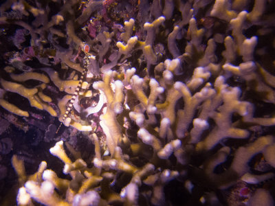 Raja Ampat underwater-4098.jpg