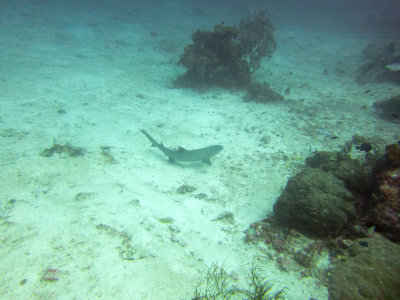 Raja Ampat underwater-4118.jpg