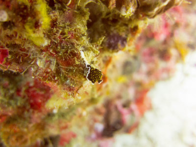 Raja Ampat underwater-4123.jpg