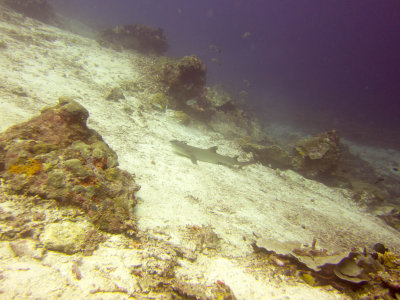 Raja Ampat underwater-4126.jpg