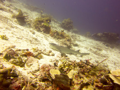 Raja Ampat underwater-4130.jpg