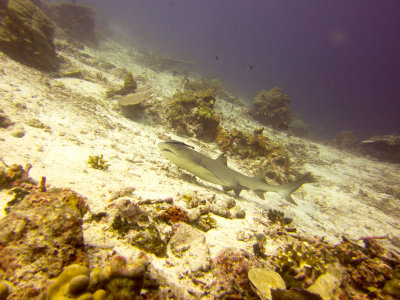 Raja Ampat underwater-4131.jpg