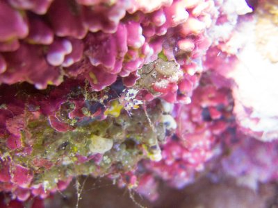 Raja Ampat underwater-4135.jpg