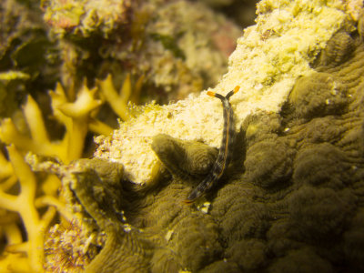 Raja Ampat underwater-4151.jpg