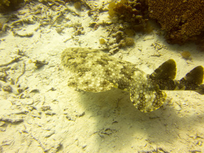 Raja Ampat underwater-4154.jpg