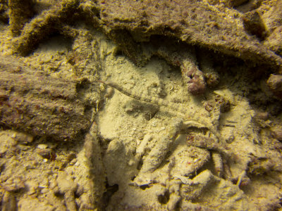 Raja Ampat underwater-4157.jpg