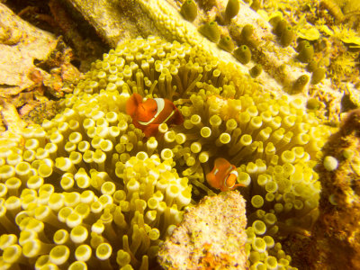 Raja Ampat underwater-4158.jpg