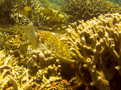 Raja Ampat underwater-4163.jpg