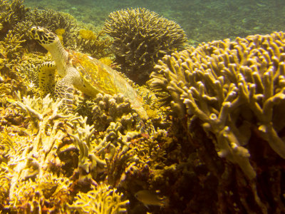 Raja Ampat underwater-4164.jpg