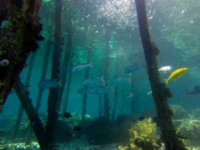 Raja Ampat underwater-4175.jpg