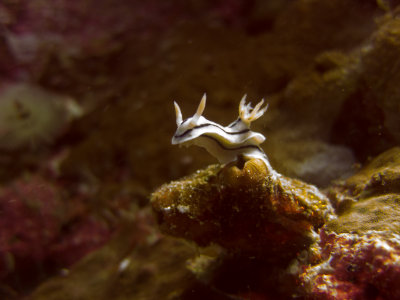 Raja Ampat underwater-4191.jpg