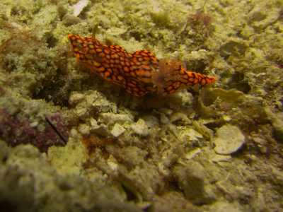 Raja Ampat underwater-4197.jpg