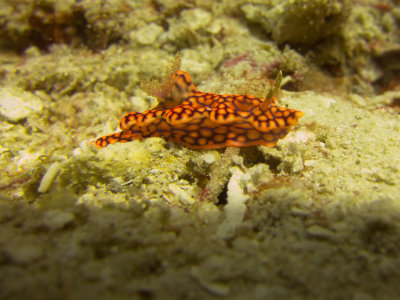 Raja Ampat underwater-4200.jpg