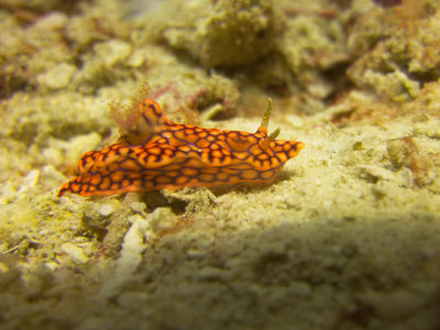 Raja Ampat underwater-4203.jpg