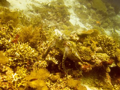 Raja Ampat underwater-4213.jpg
