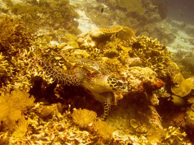 Raja Ampat underwater-4215.jpg