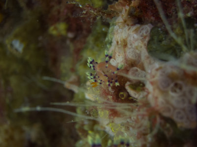 Raja Ampat underwater-4221.jpg