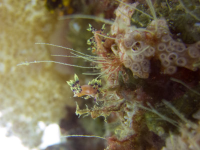 Raja Ampat underwater-4224.jpg