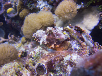 Raja Ampat underwater-4229.jpg