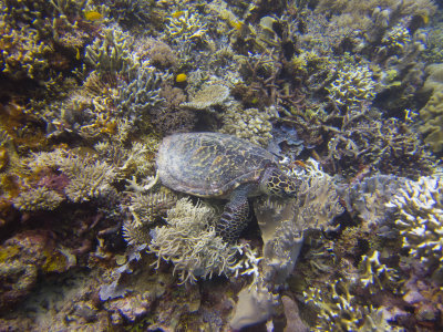Raja Ampat underwater-4241.jpg