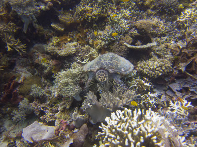 Raja Ampat underwater-4242.jpg
