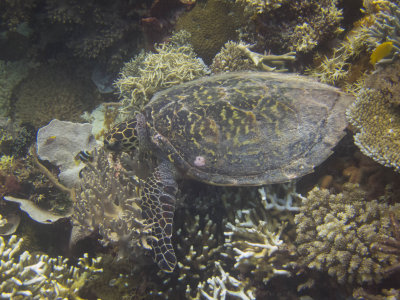 Raja Ampat underwater-4243.jpg