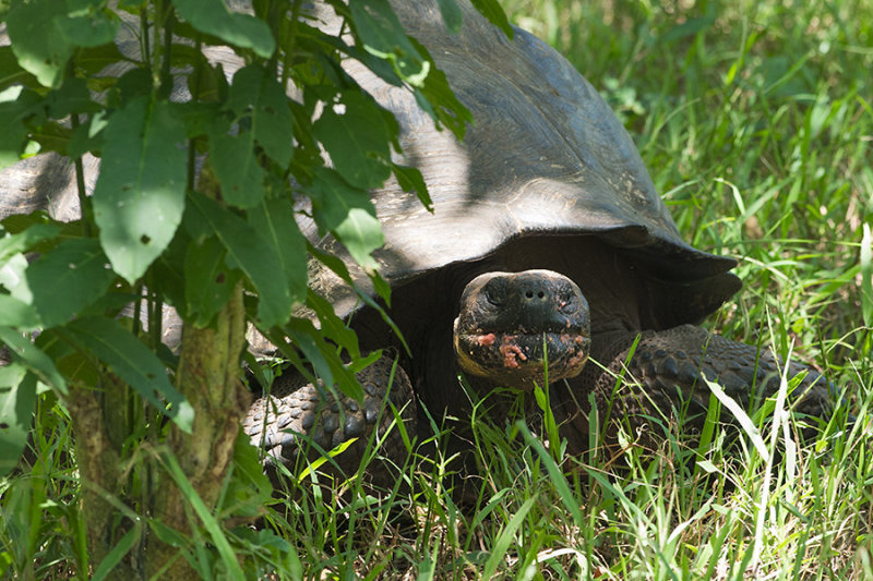 Tortue terrestre