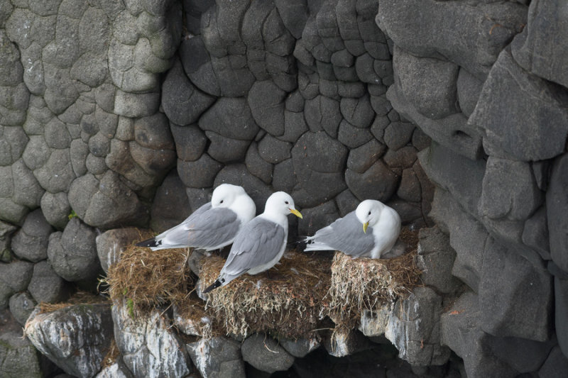 Mouette tridactyle