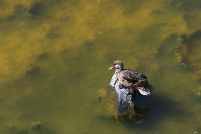 Canard des Bahamas