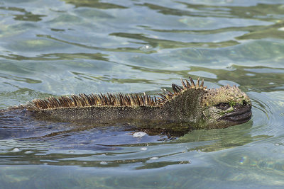 Iguane marin