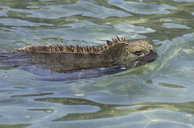Iguane marin