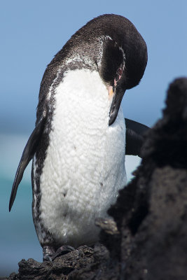 Manchot des Galapagos