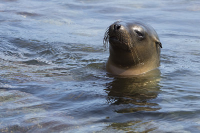 Otarie des Galapagos