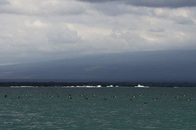 Puffin des Galapagos