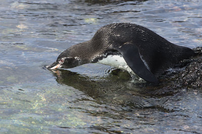 Manchot des Galapagos