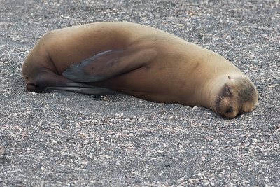 Otarie des Galapagos