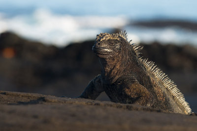 Iguane Marin (San Cristobal & Santiago)