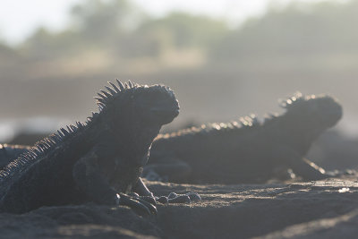 Iguane Marin (San Cristobal & Santiago)