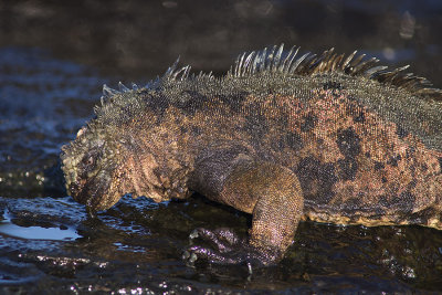 Iguane Marin (San Cristobal & Santiago)