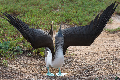 Fou  pieds bleus