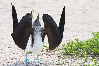 Fou  pieds bleus