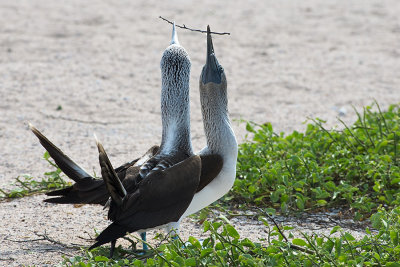 Fou  pieds bleus