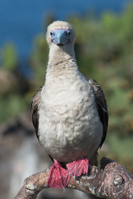 Fou  pieds rouges