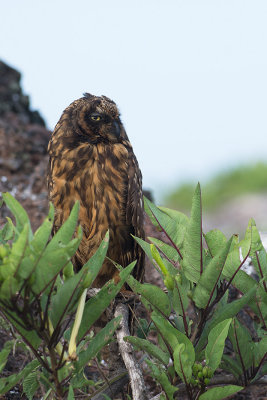 Hibou des marais