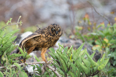 Hibou des marais