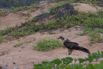 Buse des Galapagos