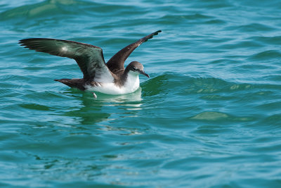 Puffin des galapagos