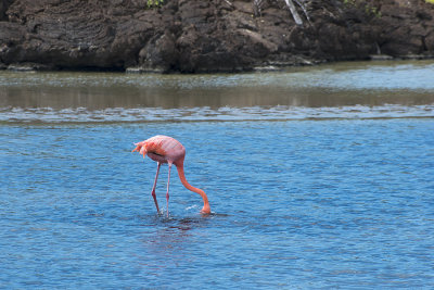 Flamant des Carabes