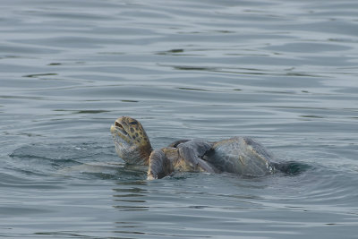 Accouplement de tortues vertes