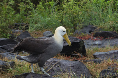 Albatros des Galapagos